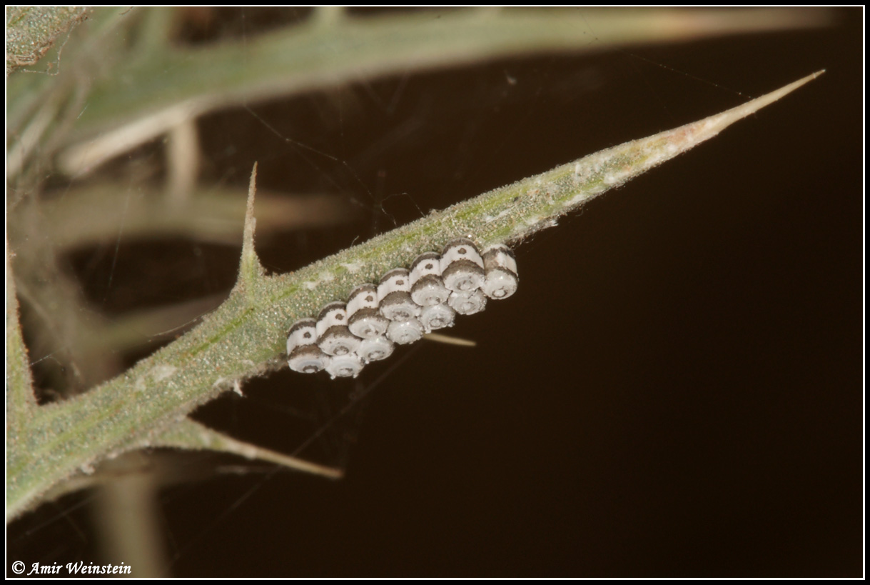 Heteroptera  d''Israele